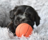 Havanese Puppies For Sale Lone Star Pups